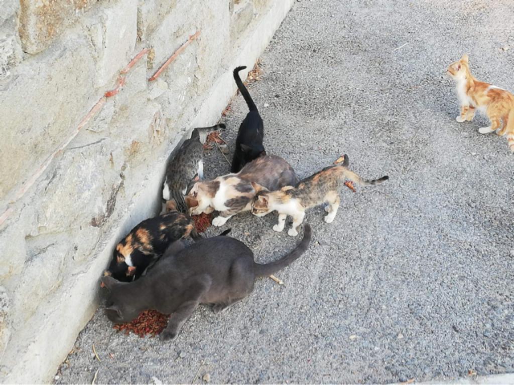 Koty z Lemnos